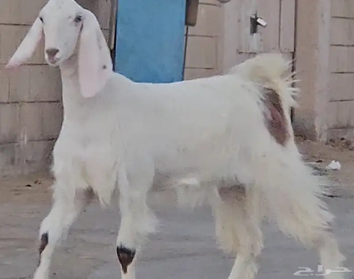 طقم جفرتين جم وفحلها جذعان بيض برص فواخر 6