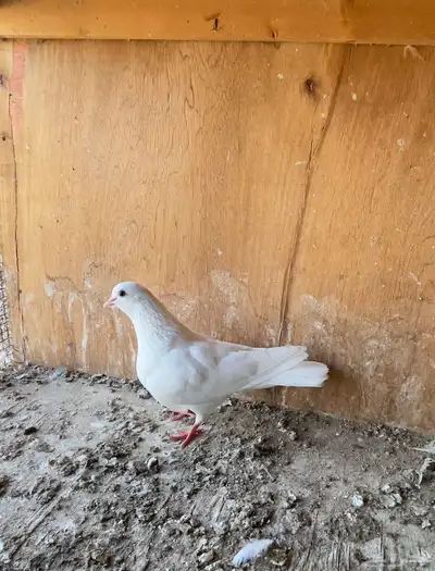 حمام خوارج تفريد index