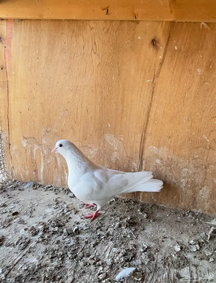 حمام خوارج تفريد 10