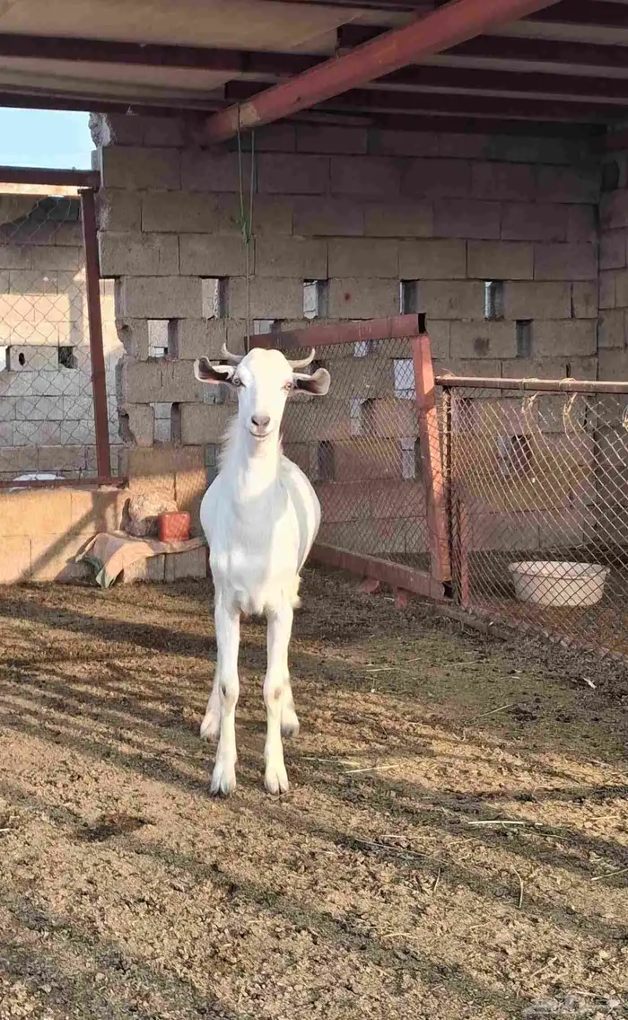 تيس بلدي مخصي جذع عمره 8شهور 0