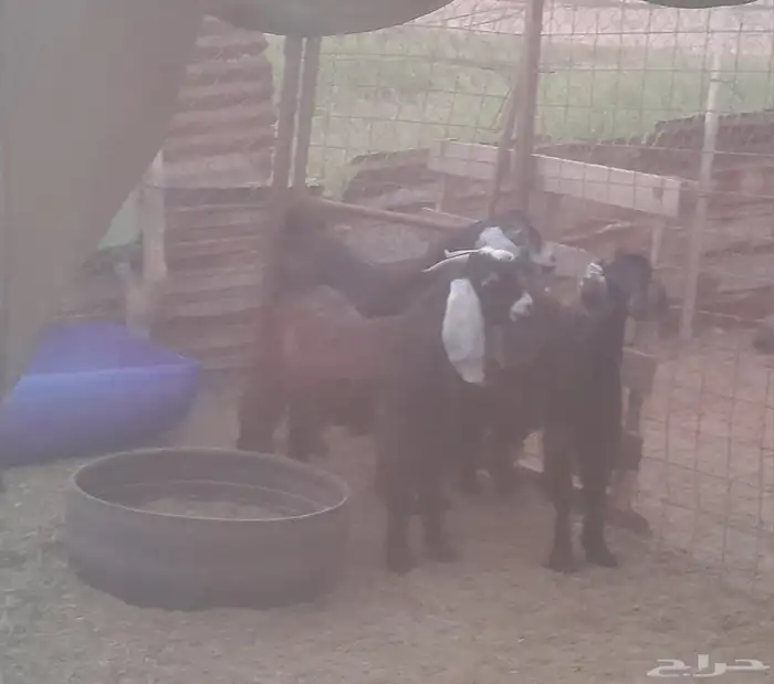 تيوس مخصاة مقفلة 1