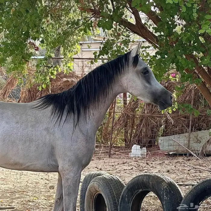 مهر شعبي - وادي الدواسر 6