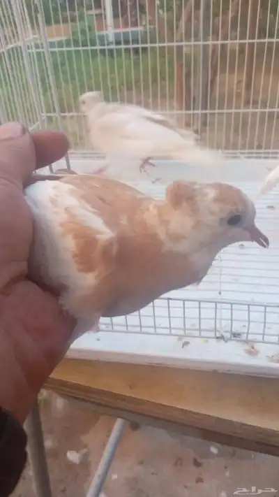 حمام ياكريم index