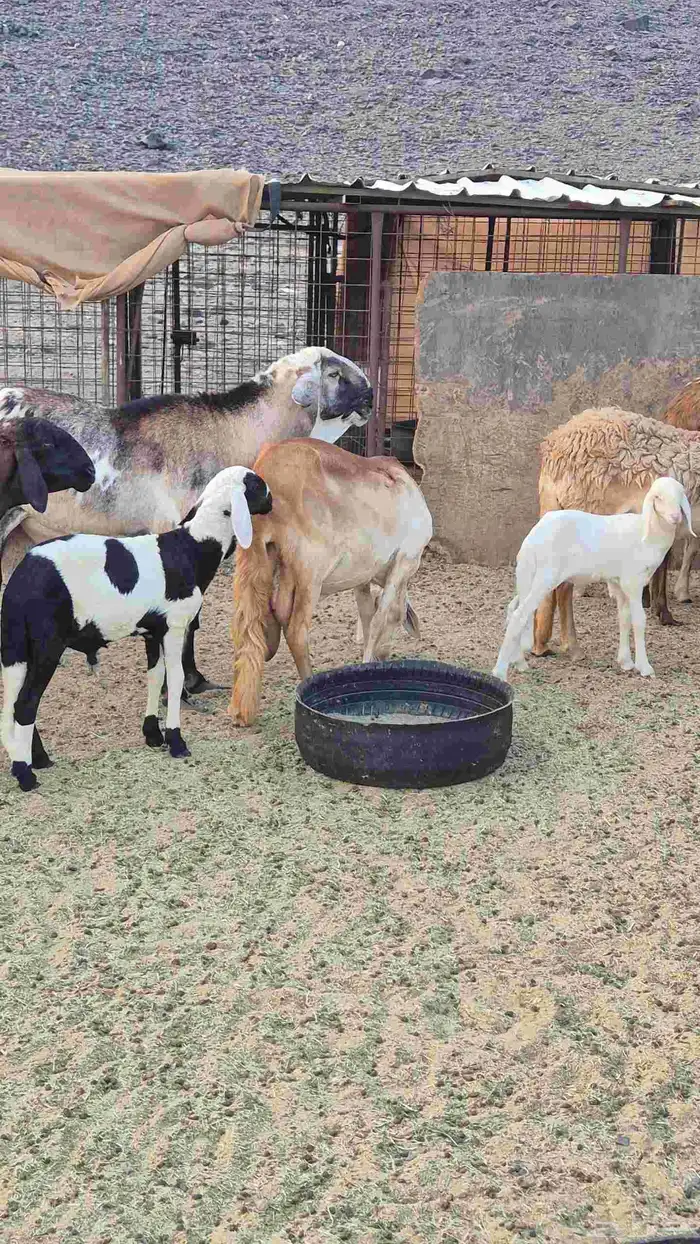 ضان سواكنيه 16 خلفات بفحلها 0