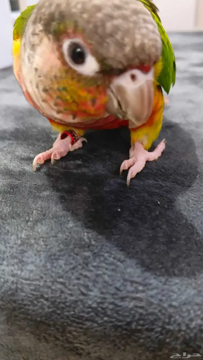 ببغاء كنيور يلو سايد 1