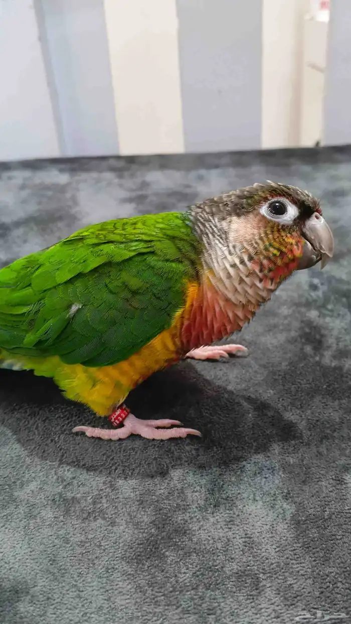 ببغاء كنيور يلو سايد 0