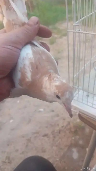 حمام ياكريم index