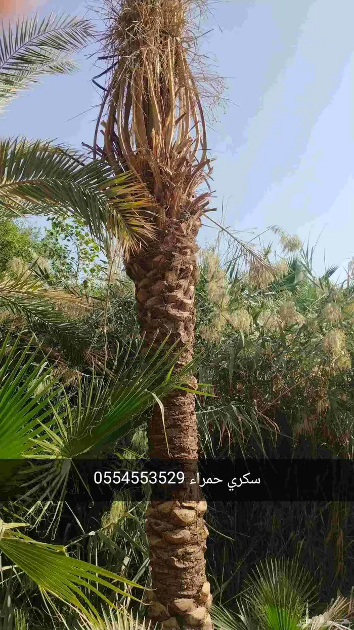نخيل واشجار 1