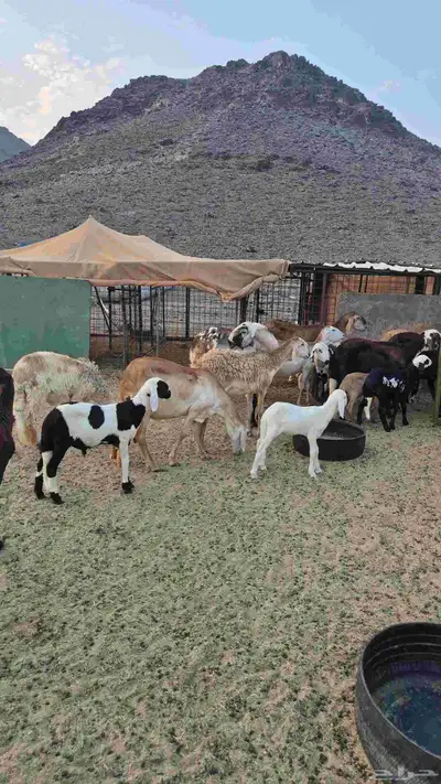 ضان سواكنيه 16 خلفات بفحلها index