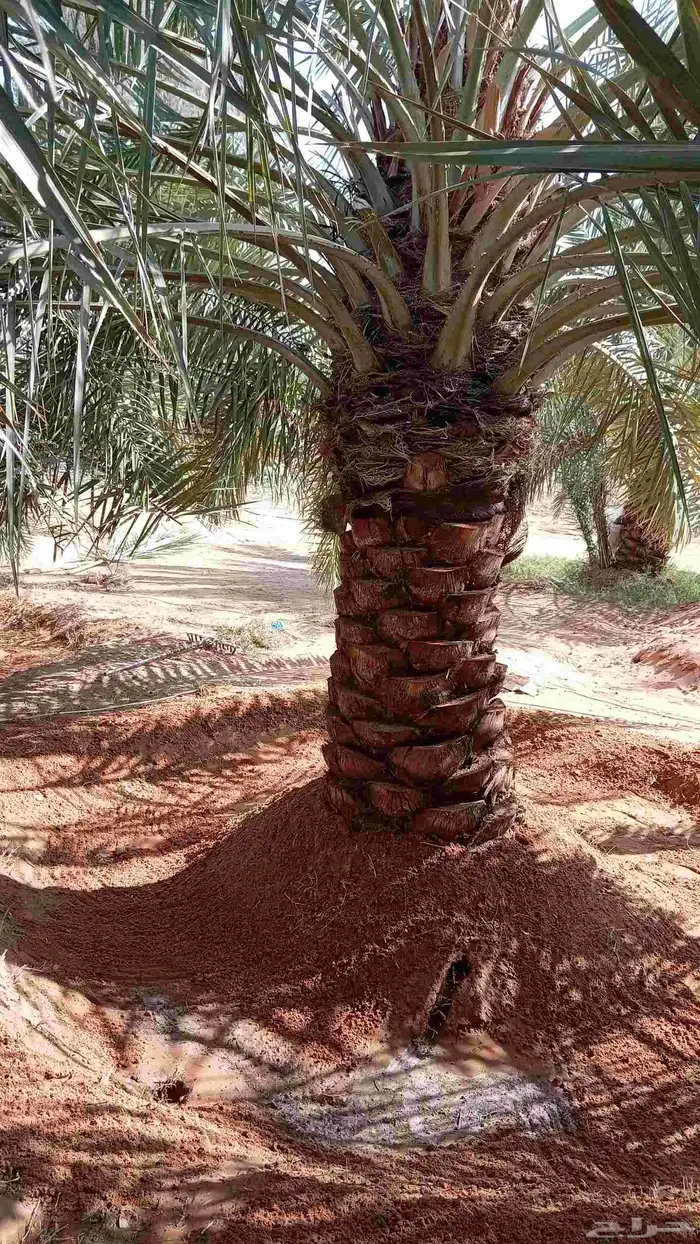 جثايث للبيع بجميع أنواعها ومقاساتها نوايع ع الطلب 1