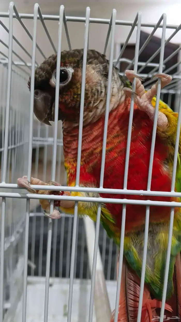 ببغاء كنيور يلو سايد 3