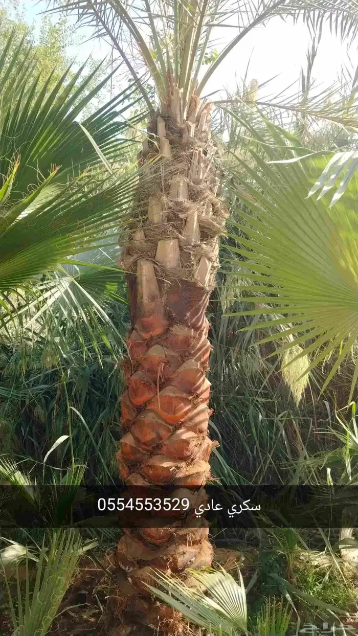 نخيل واشجار 2