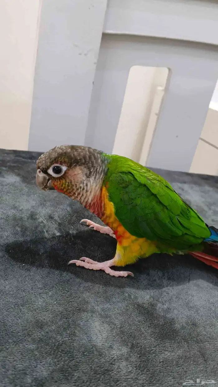 ببغاء كنيور يلو سايد 2