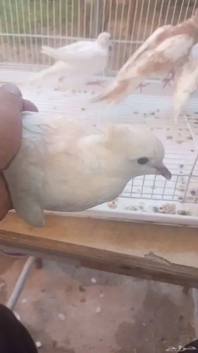 حمام ياكريم index