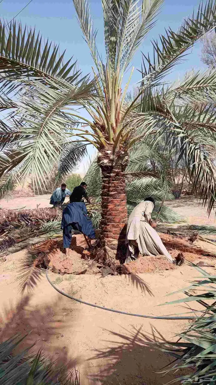 جثايث للبيع بجميع أنواعها ومقاساتها نوايع ع الطلب 9