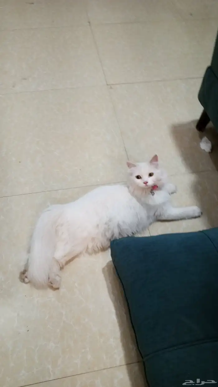 قطه للتبني أنثى معقمه عمرها تقريباسنه وست شهور 0