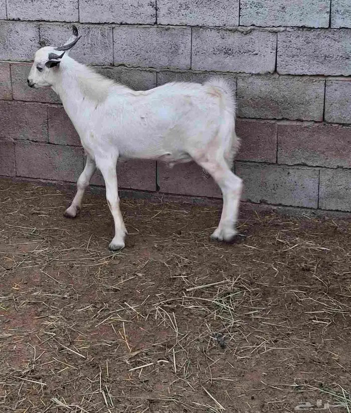 تيس بلدي مخصي جذع عمره 8شهور 3