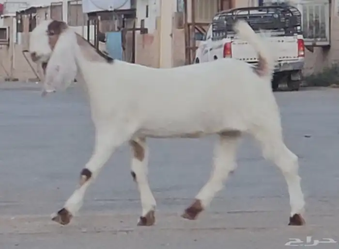 طقم جفرتين جم وفحلها جذعان بيض برص فواخر 5