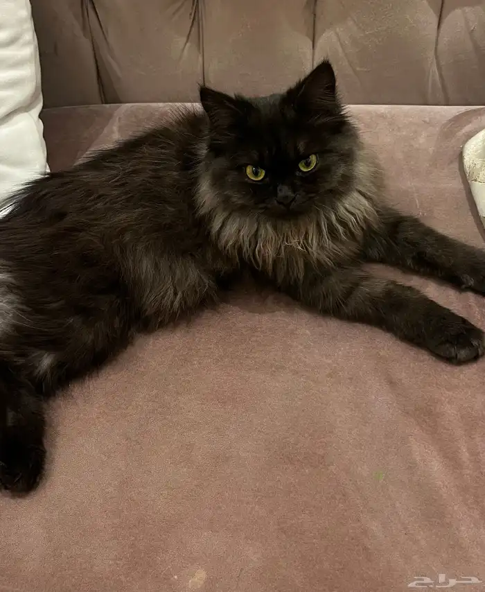 ذكر  مدرب على اللتر بوكس  معاه اغراضه  حصلتو ضايع 0