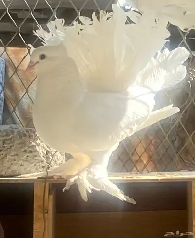 زوج زينه بعياله index