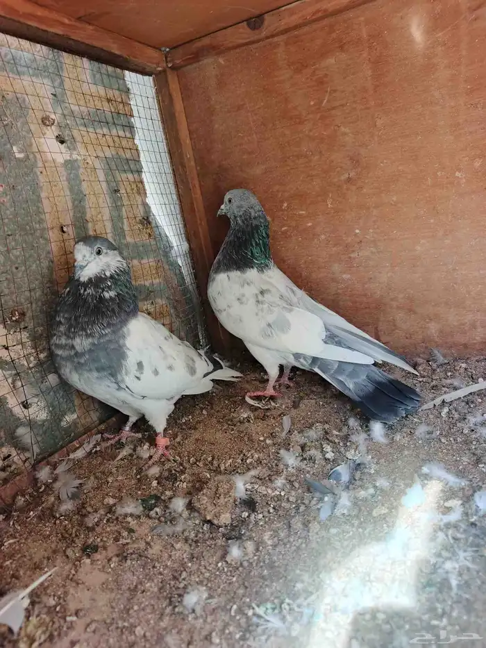 بكستانيات واحد بانتيز والثاني موتيا 0