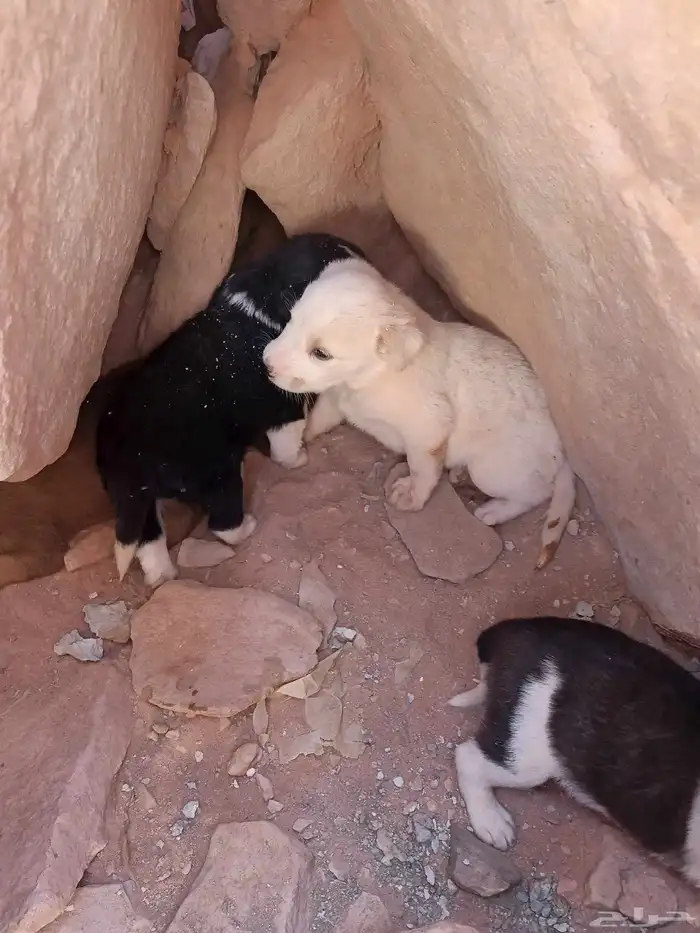 جراوي البدل في اي شيئ 5