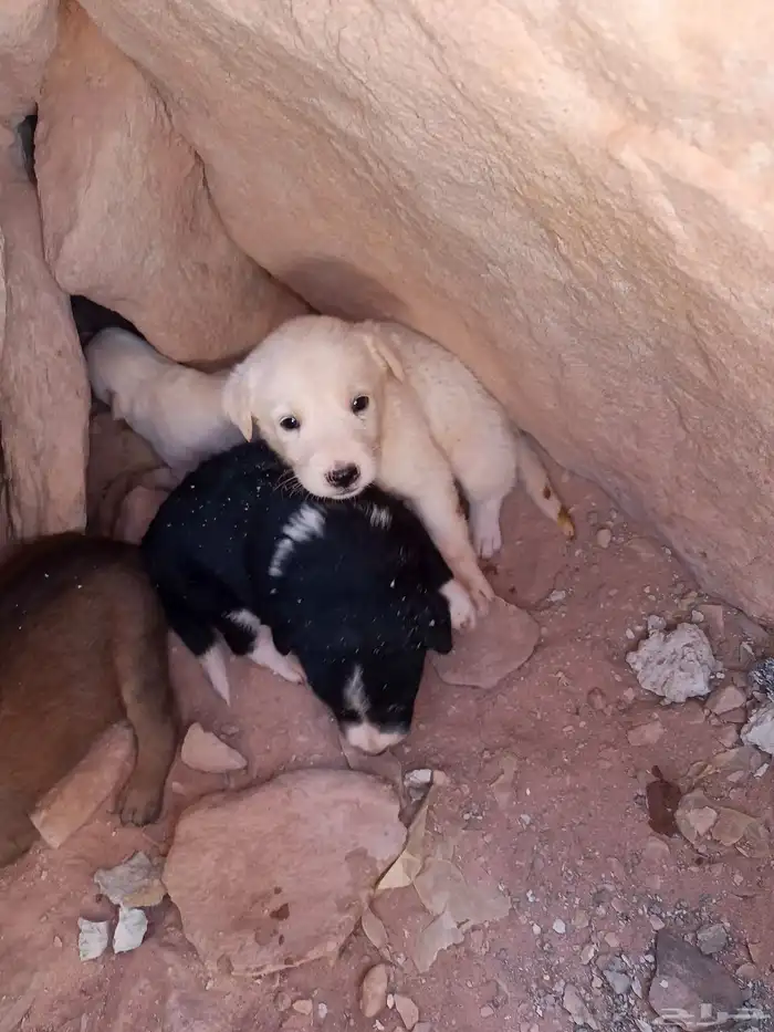 جراوي البدل في اي شيئ 0