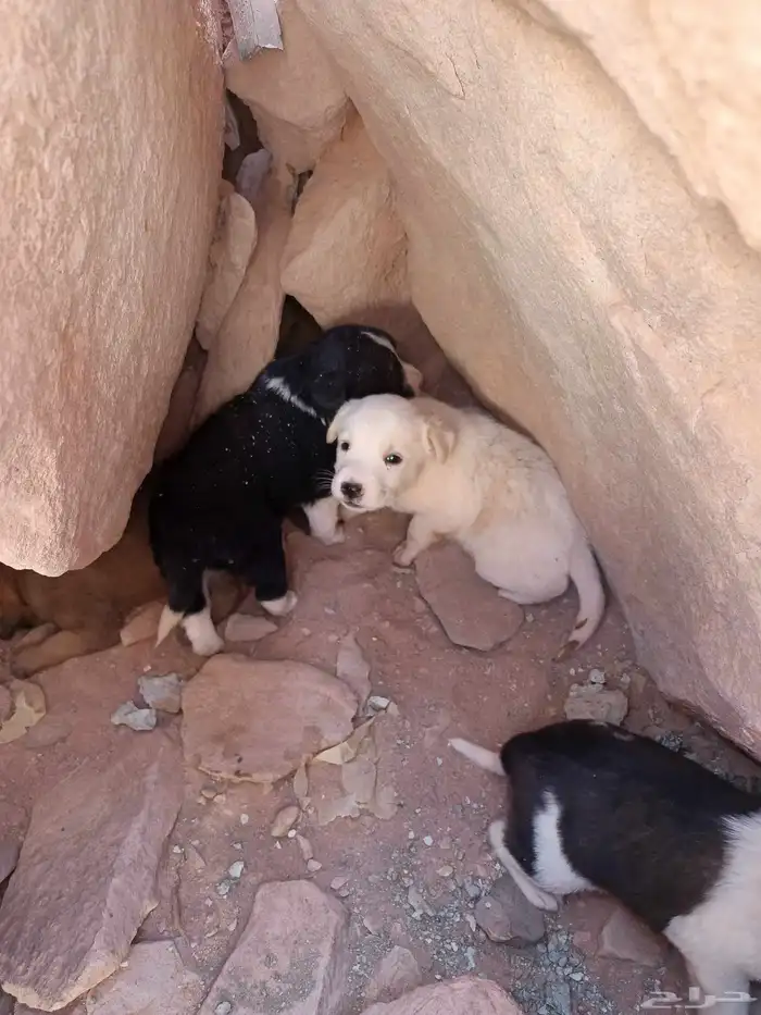 جراوي البدل في اي شيئ 4