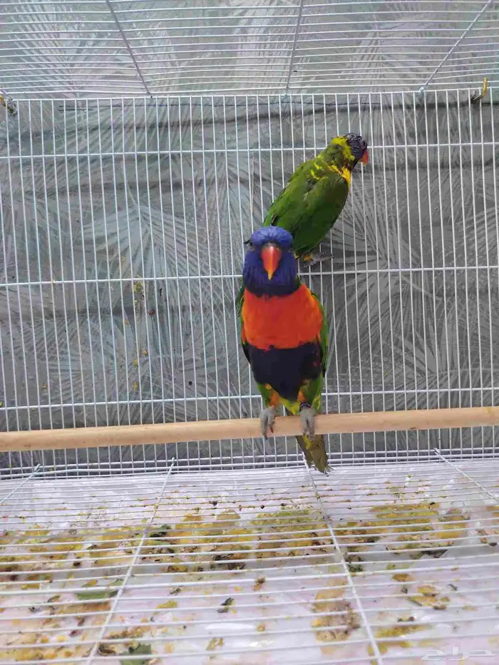 لوري منتج ((تم البيع)) 2