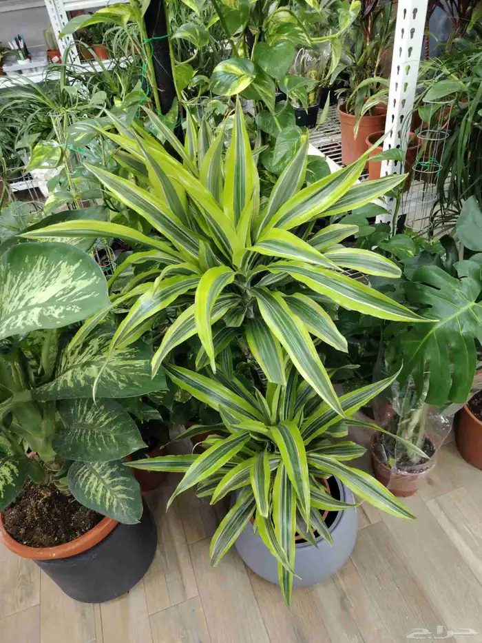 مشتل الحياه الطبعيه نبتات دخلي وخرجي 2