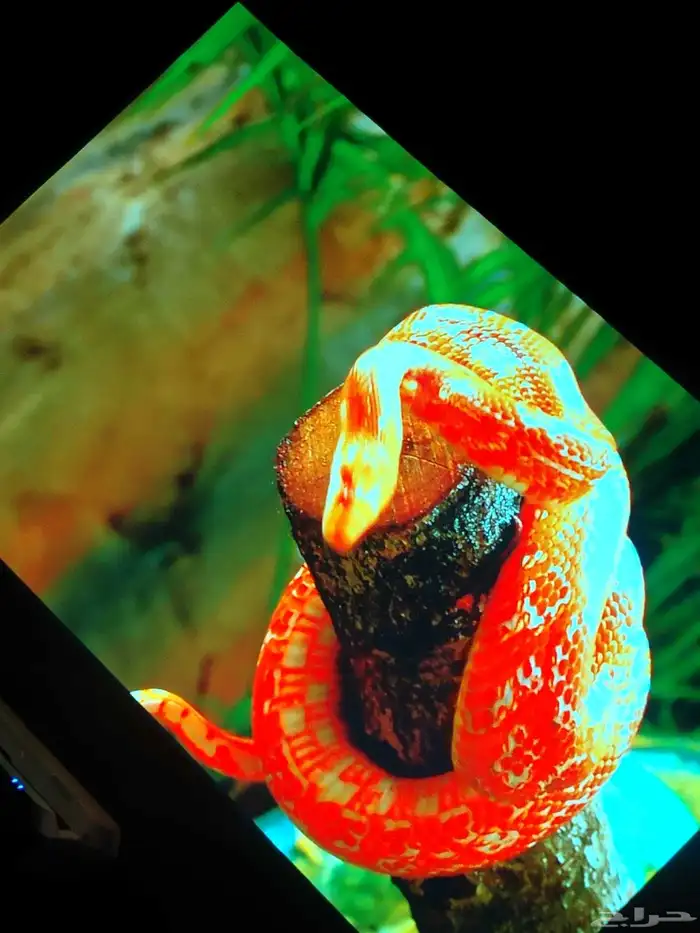 بروجكتر ابسون ليزر 6