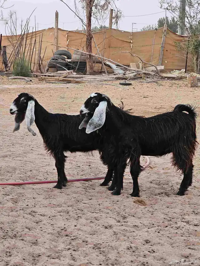 جفرات جذعات 10 شهورر 1