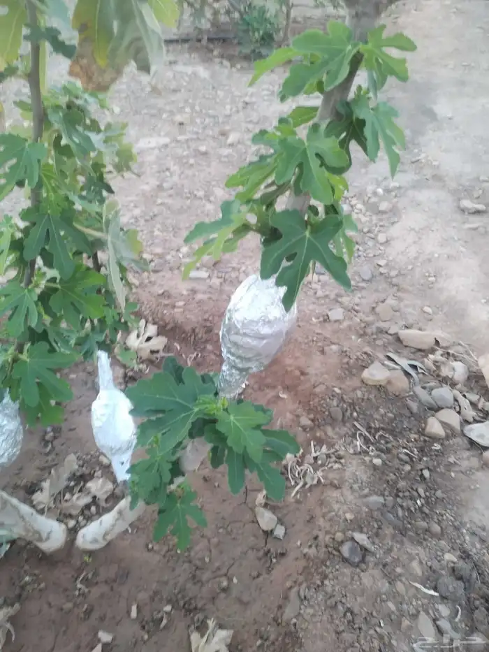 شتلات تين براون تركي 1