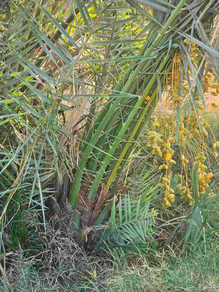 متوفر جميع انواع النخيل 4