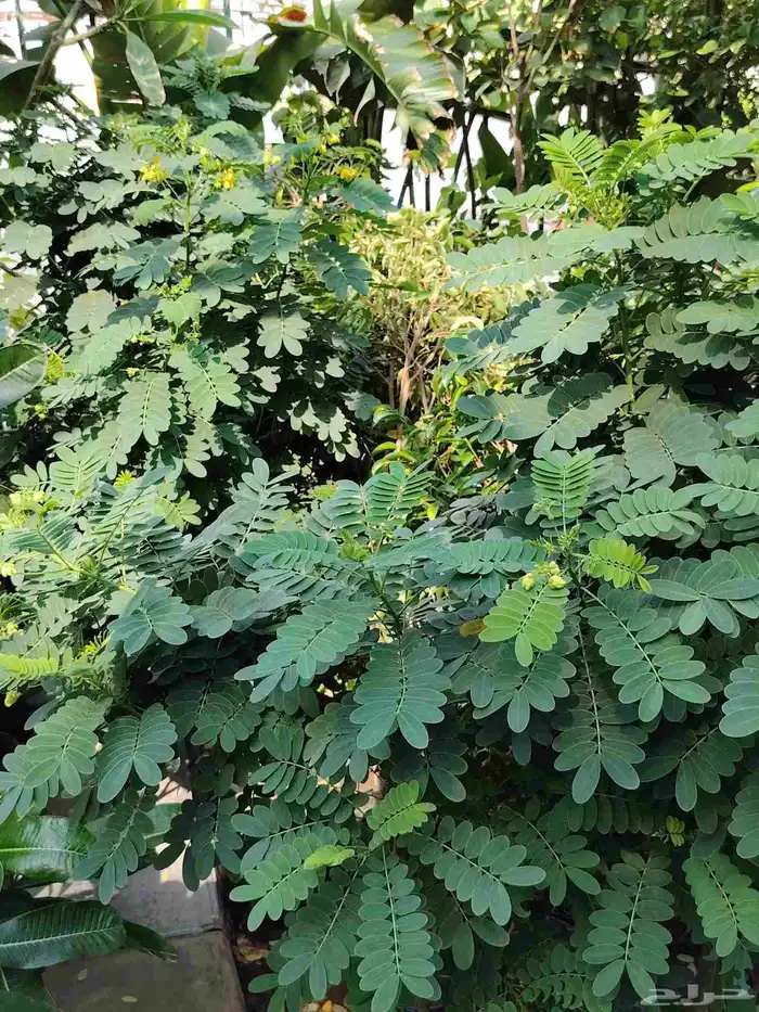 مشتل الحياه الطبعيه نبتات دخلي وخرجي 6