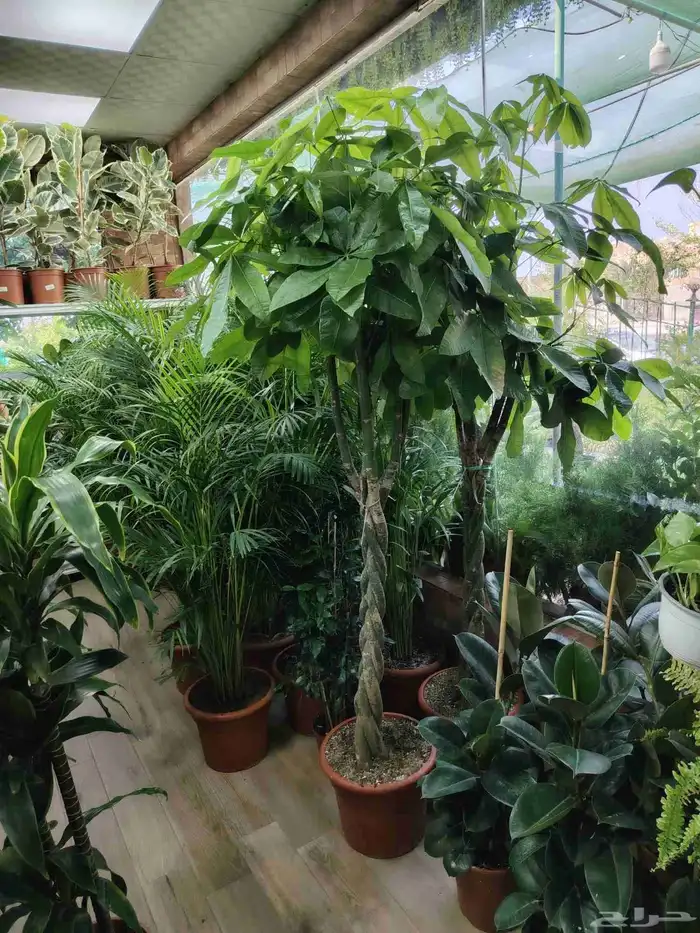 مشتل الحياه الطبعيه نبتات دخلي وخرجي 1