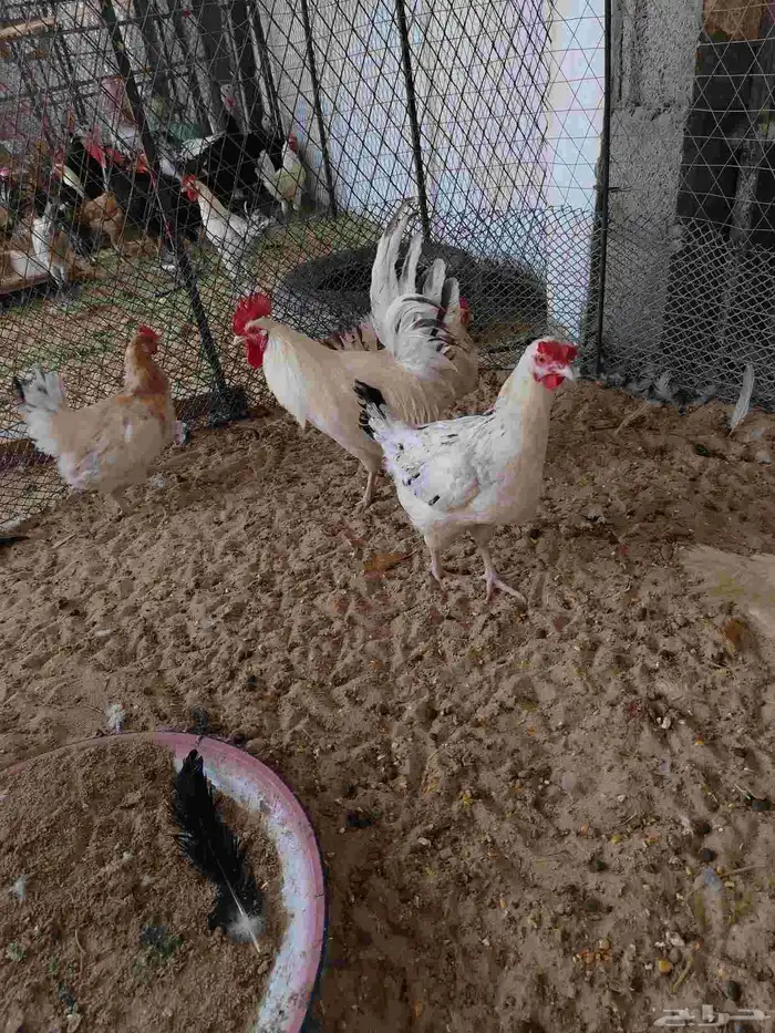 دجاج بلدي بياض 0