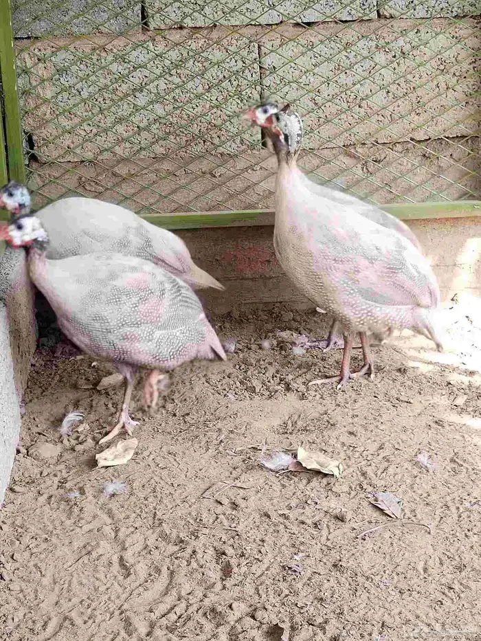 حجل نوادر اللون كريمي الاربع كله اناثي 0