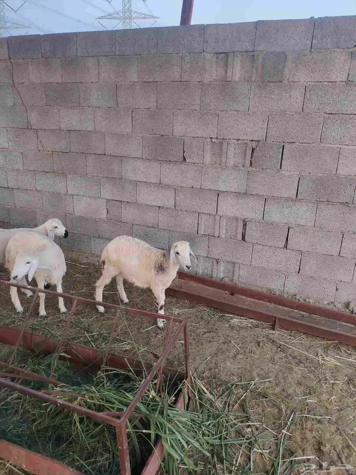 سته خرفان حري 3