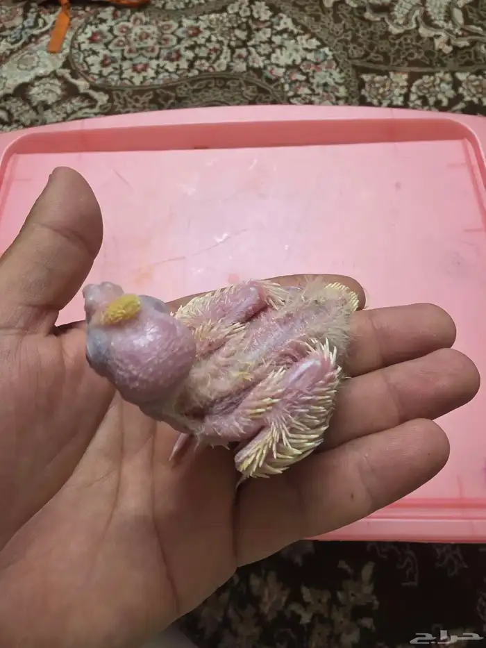 فرخ كروان لاتينو 1