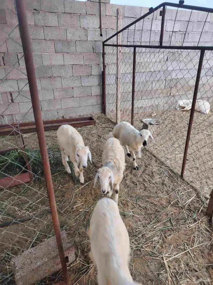 سته خرفان حري 6