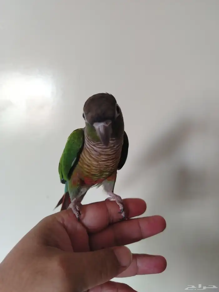 كنيور أليف 2