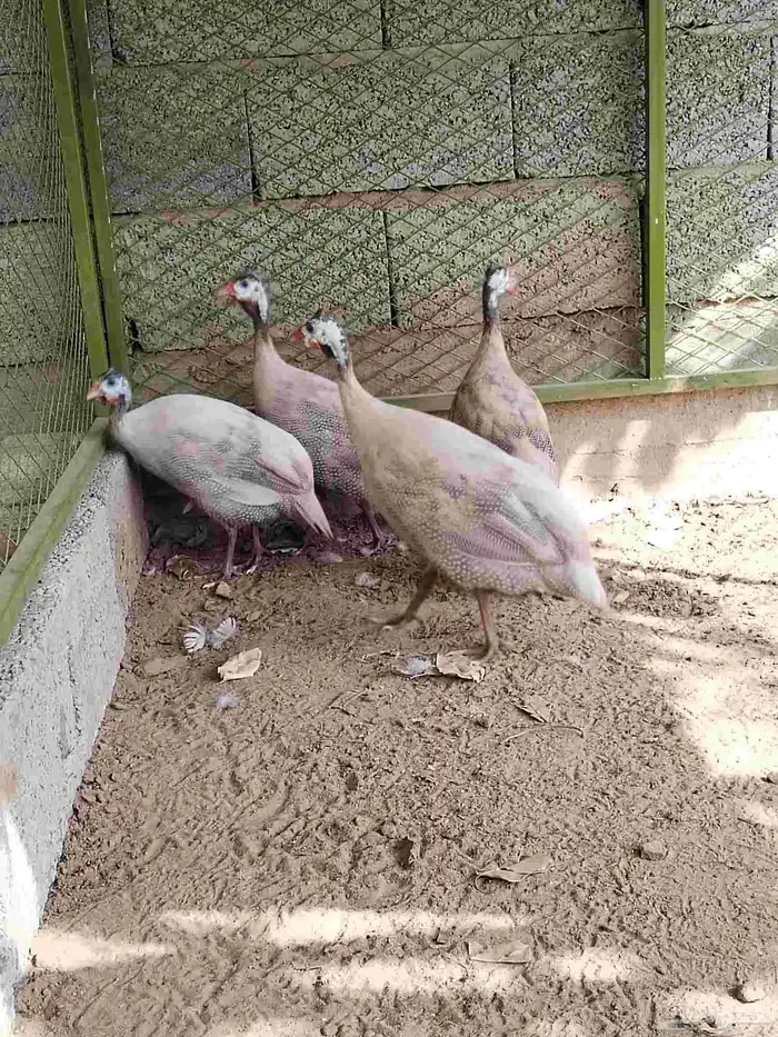 حجل نوادر اللون كريمي الاربع كله اناثي 1