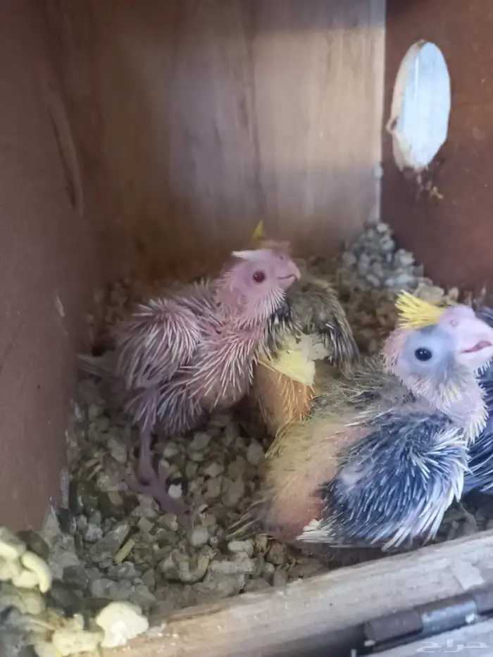 أربعة فروخ كروان..فخمه 2