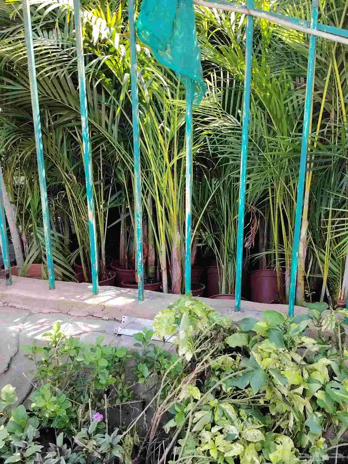 مشتل الحياه الطبعيه نبتات دخلي وخرجي 7