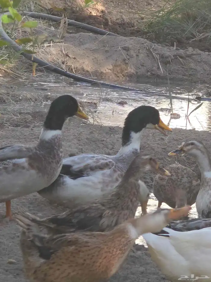 بط كبير للبيع . الموقع السحيميه قرب قرية الشعبه الحبه ب 50 6