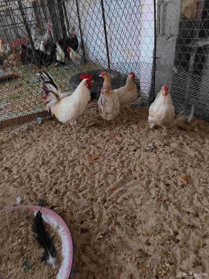 دجاج بلدي بياض 2