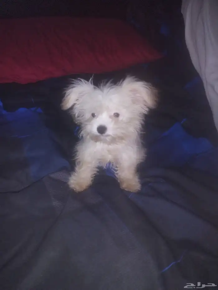 كلب مالتيز صغير للبيع 0