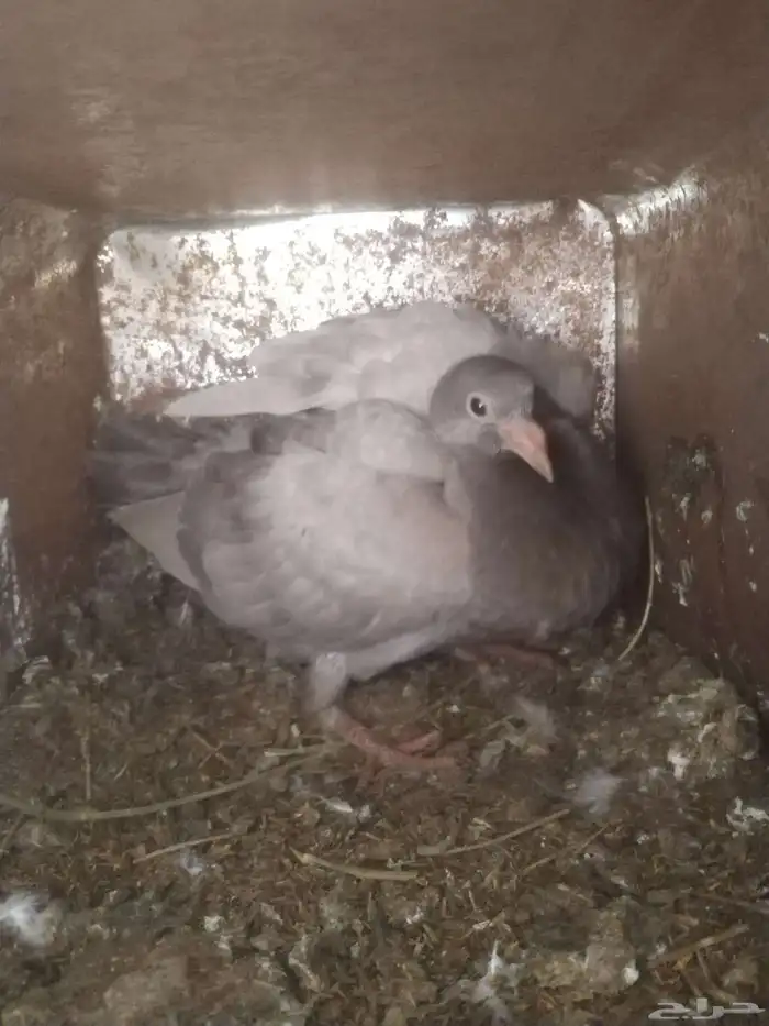 السلام عليكم ورحمة الله وبركاته مشالله تبارك الله زغالين فرن 2