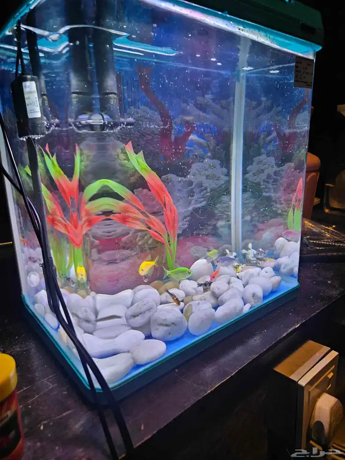 حوض سمك بديكوراته 0